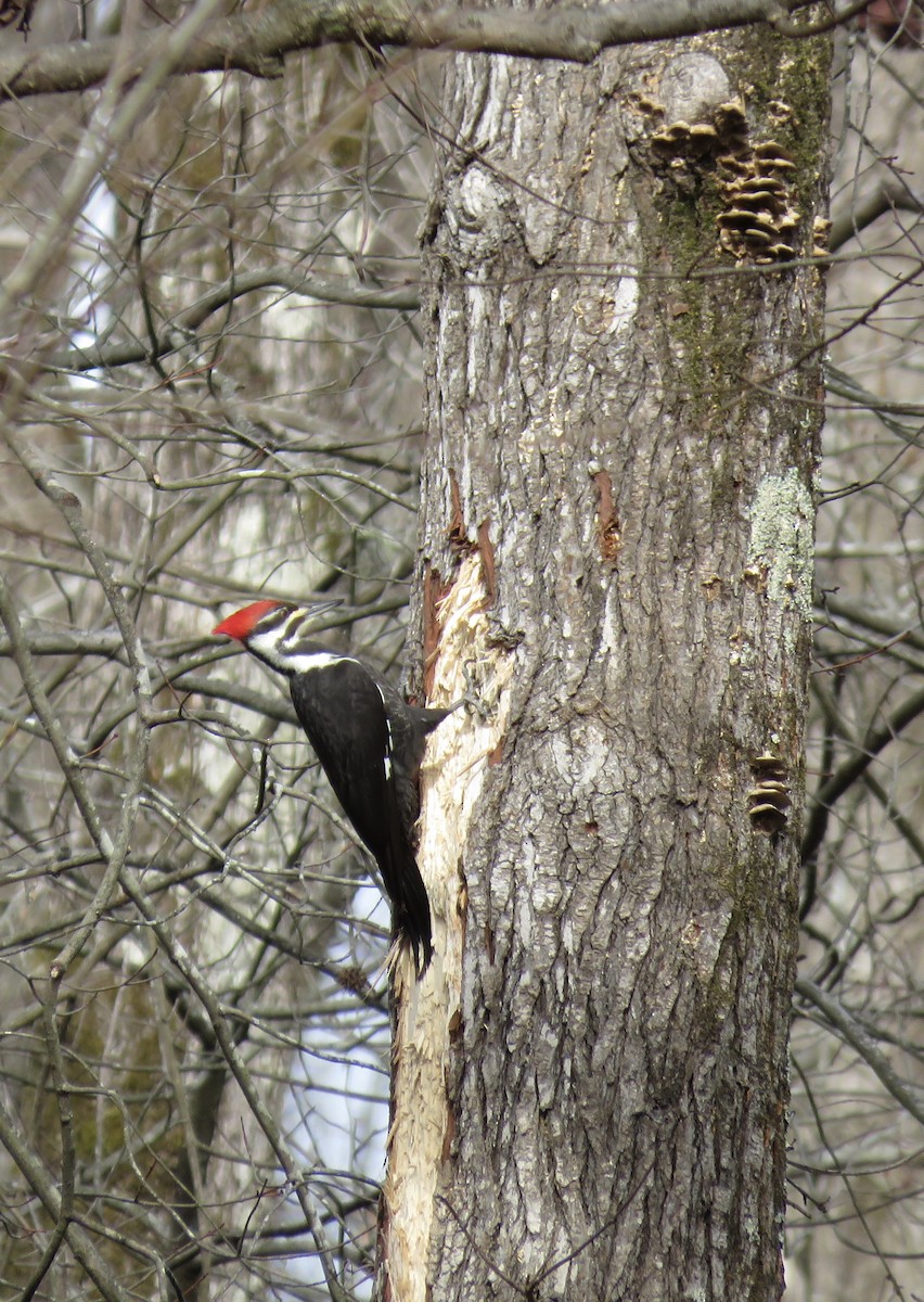 Pileated Woodpecker - David Anderson