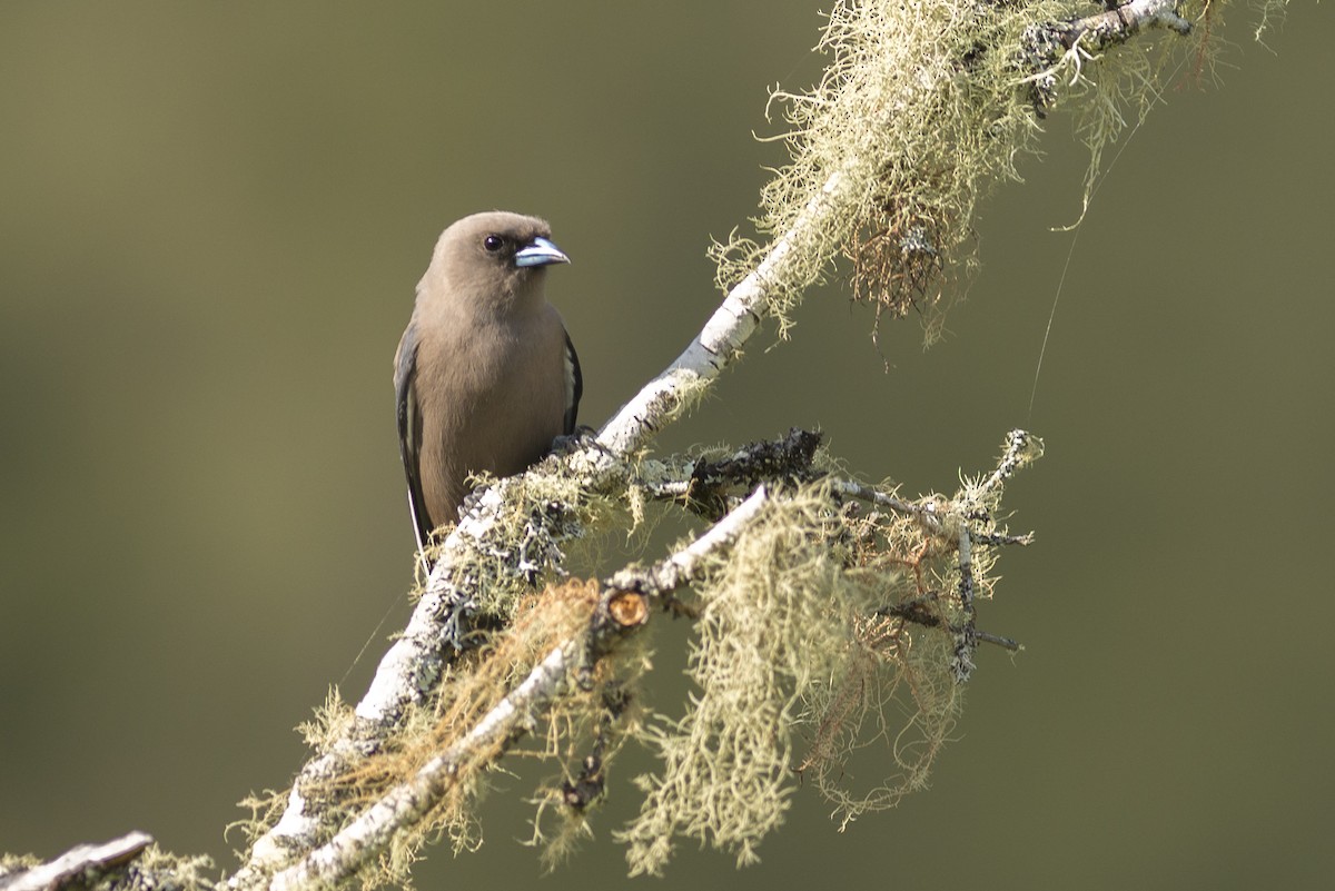Dusky Woodswallow - ML40270171
