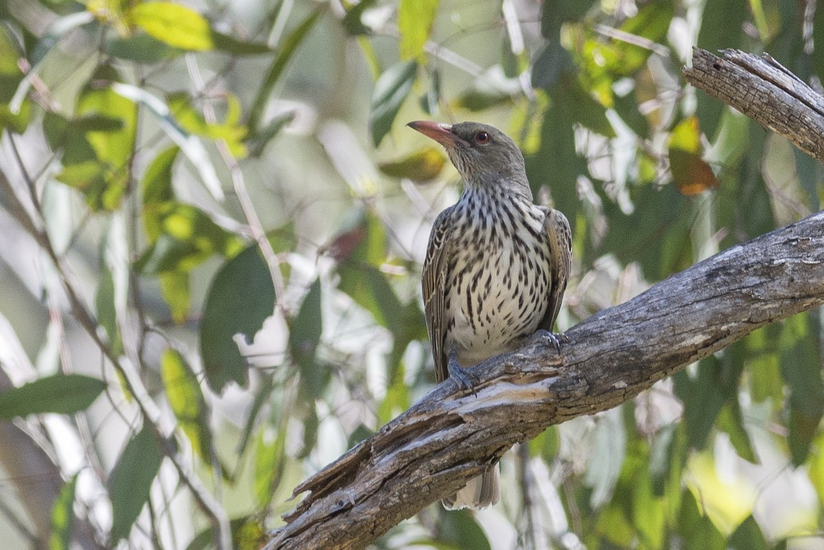 Olive-backed Oriole - ML40270251