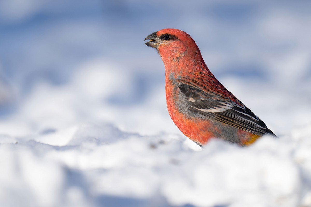 Pine Grosbeak - ML402703071