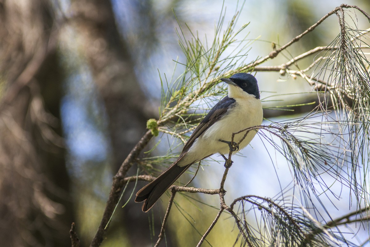 Restless Flycatcher - ML40270441