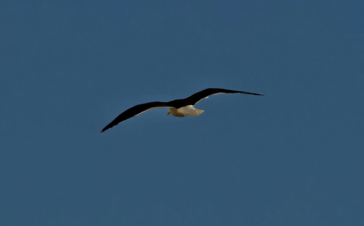 Great Black-backed Gull - Tracy Plowman