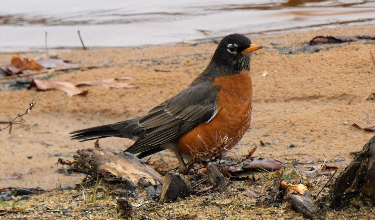 American Robin - ML402704771