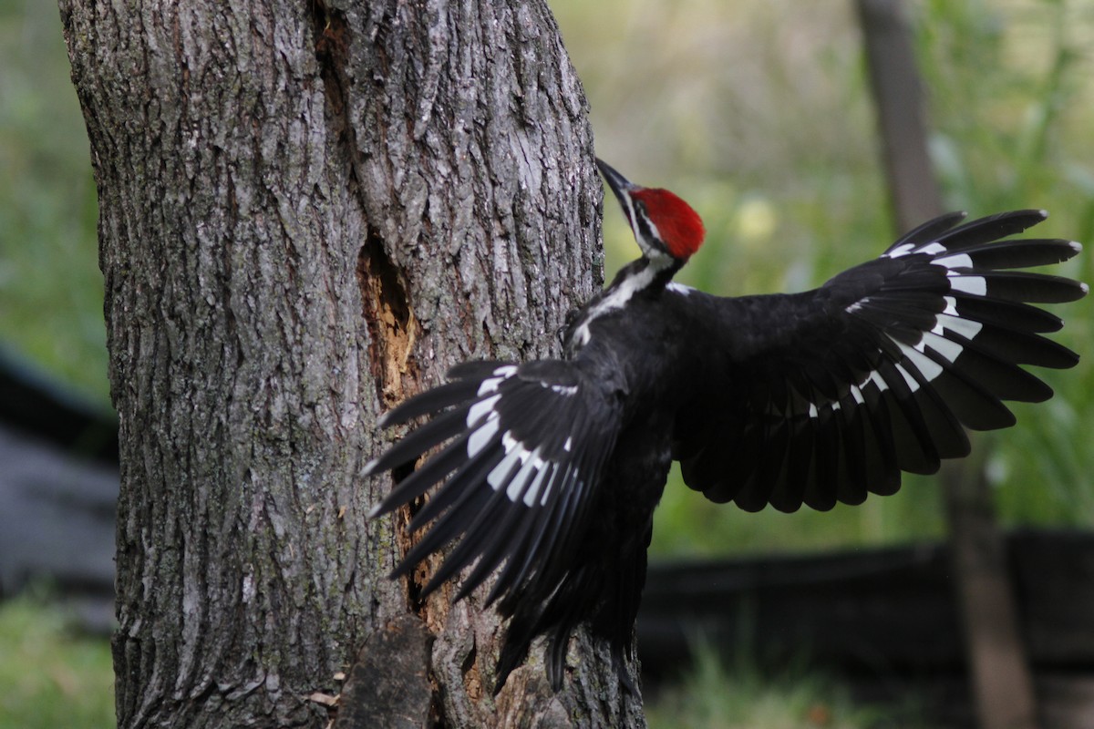 Pileated Woodpecker - ML40270501