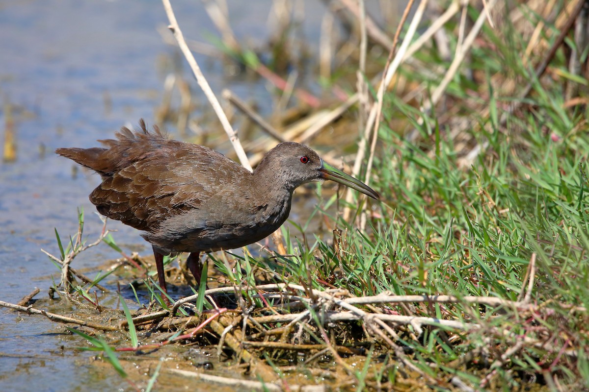 Plumbeous Rail - ML402705601