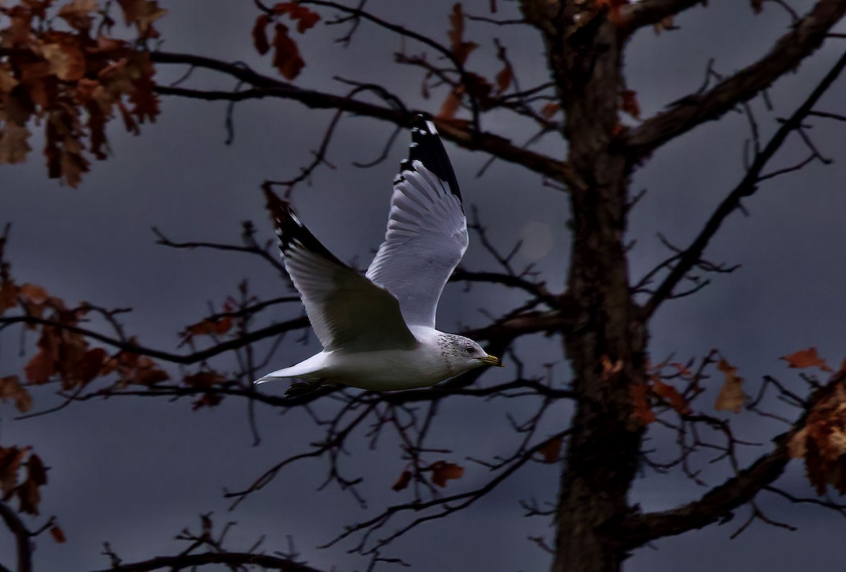 Ring-billed Gull - ML402706651