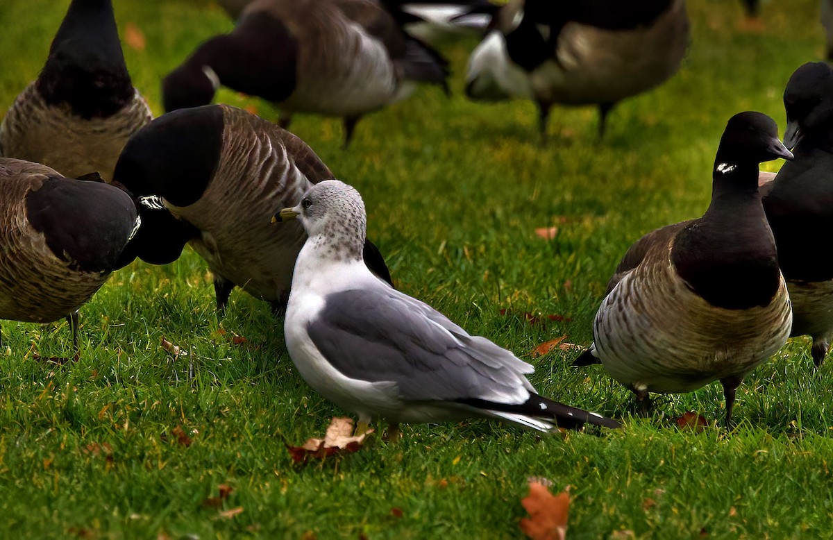 Ring-billed Gull - ML402706661