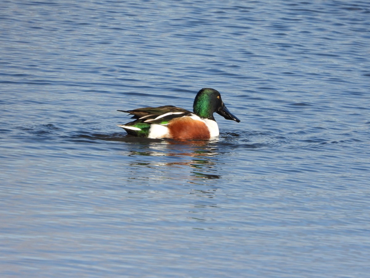 Northern Shoveler - ML402711651