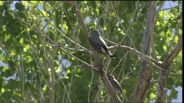 Western Kingbird - ML402713