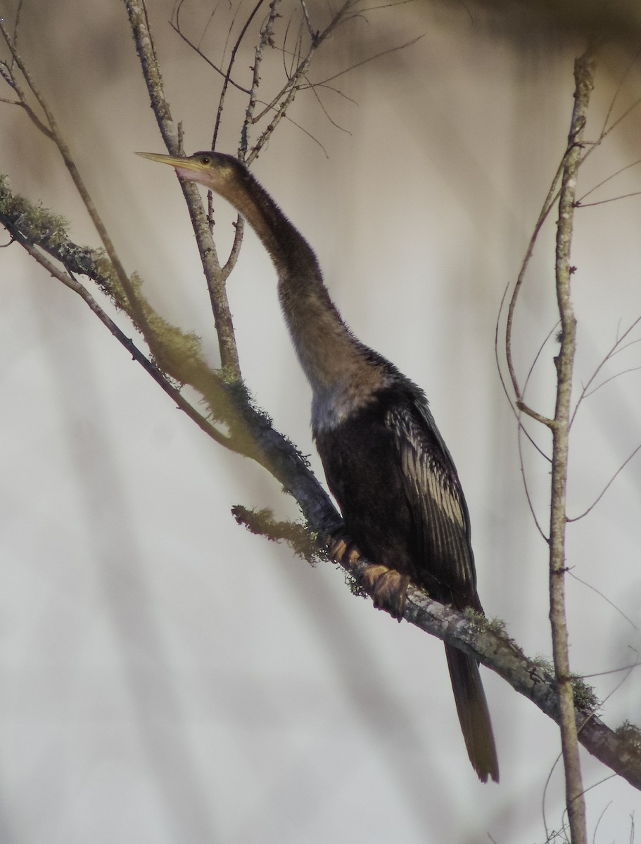 Anhinga - Justin Bower