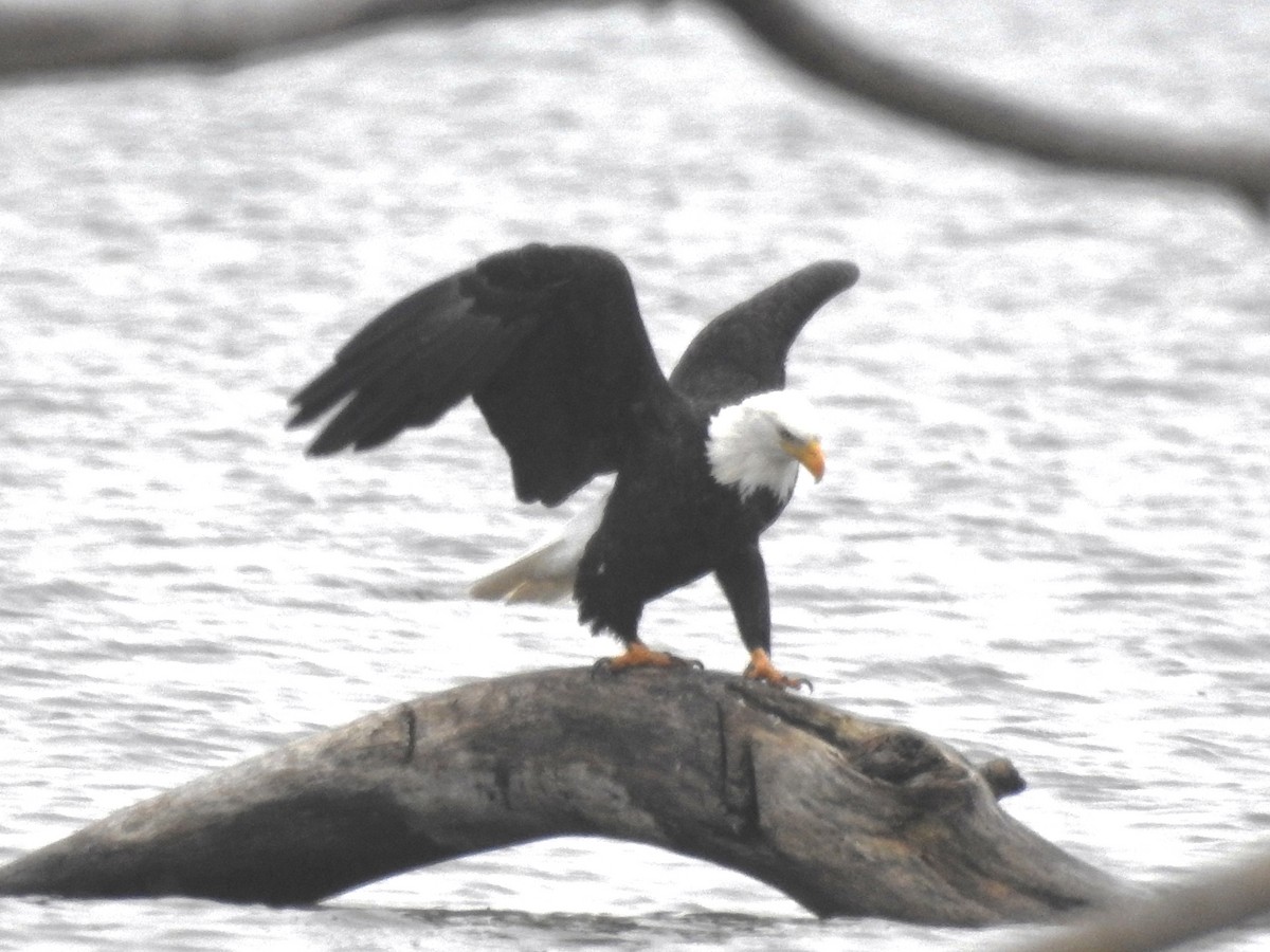 Bald Eagle - Bill Blauvelt