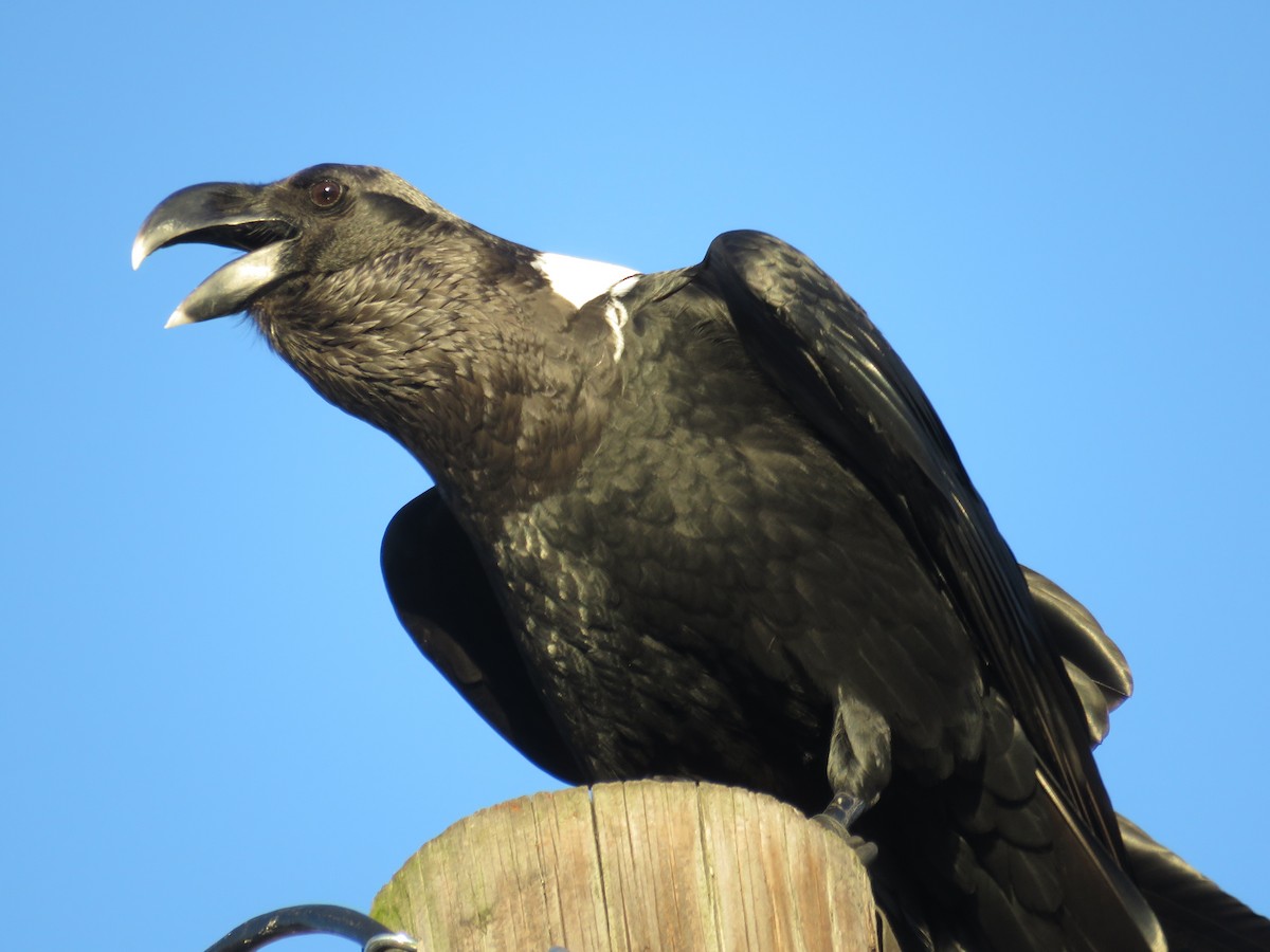 White-necked Raven - ML40271491