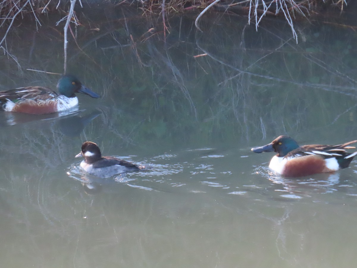 Bufflehead - ML402717631