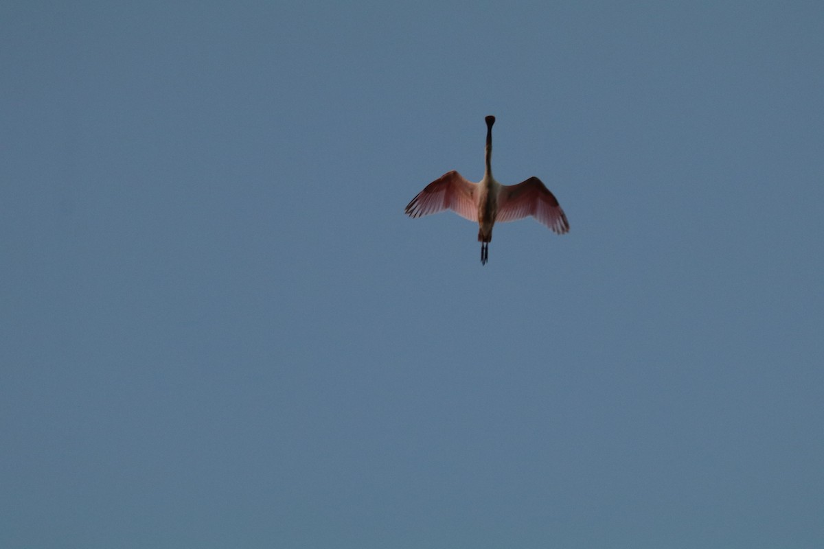 Roseate Spoonbill - ML402718021