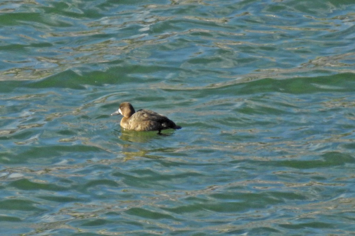 Lesser Scaup - ML40271861