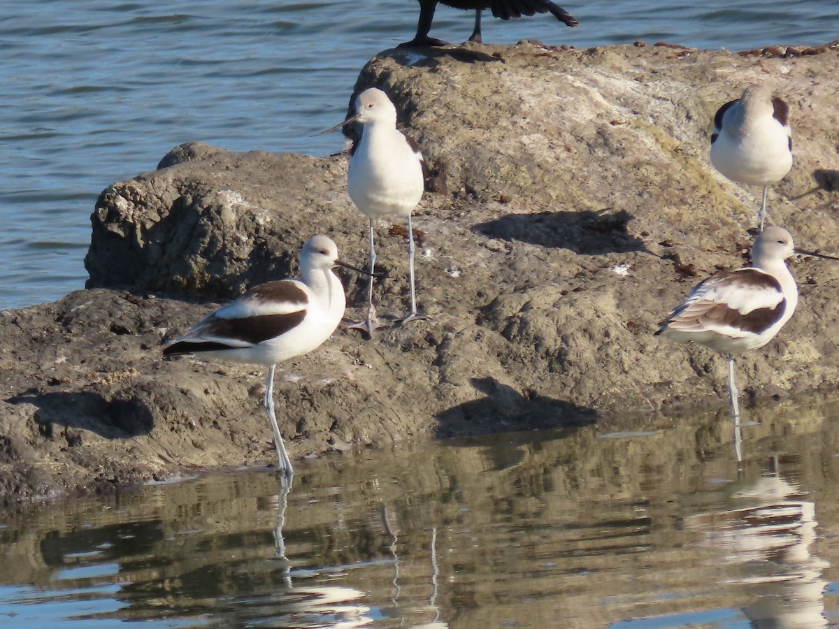 Avocette d'Amérique - ML402718701