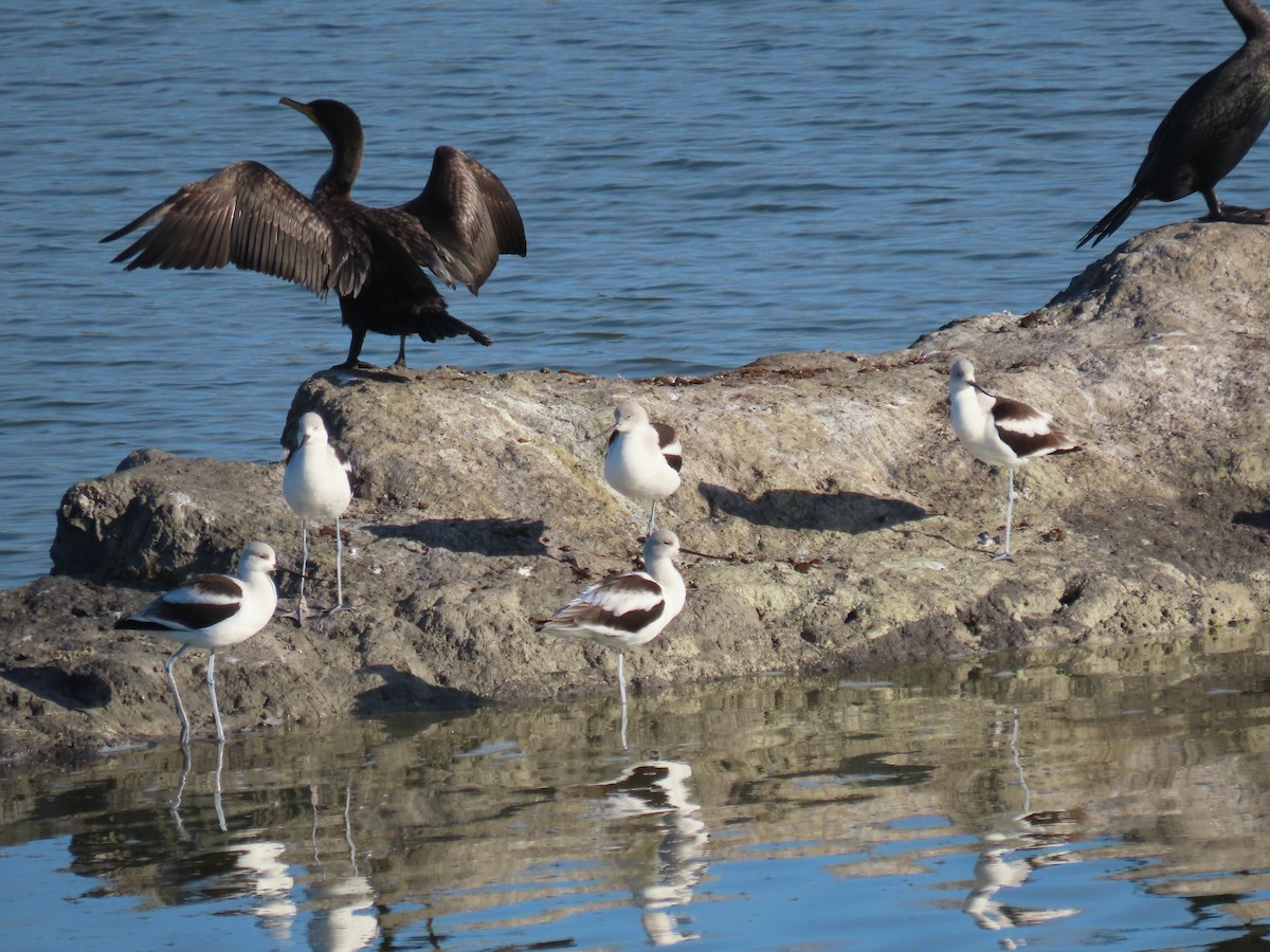 American Avocet - ML402718761