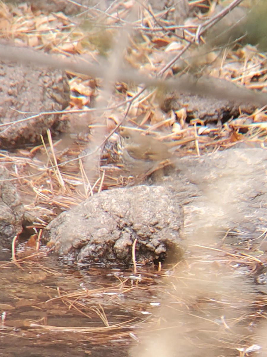 Hermit Thrush - ML402719021