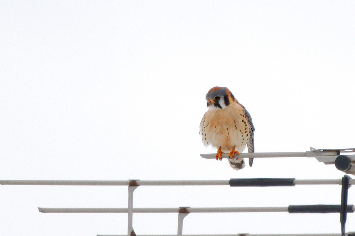 American Kestrel - Rick Beaudon