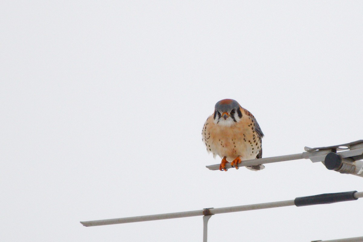 American Kestrel - ML402719691