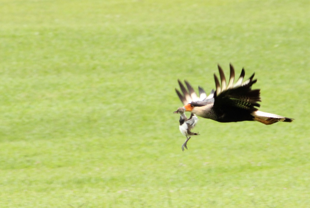 Caracara Carancho - ML402720301