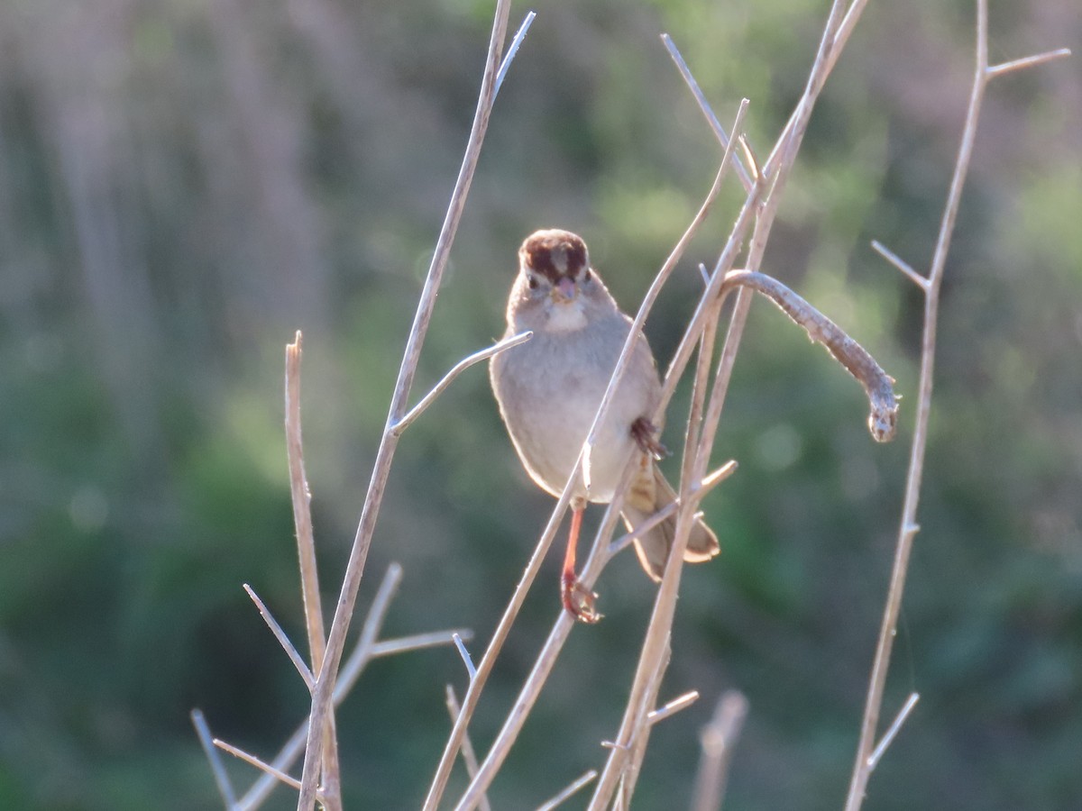 White-crowned Sparrow - Mike Shafto