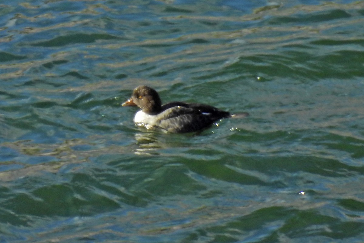 Barrow's Goldeneye - ML40272141