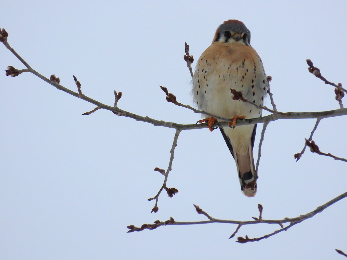 American Kestrel - ML402722791