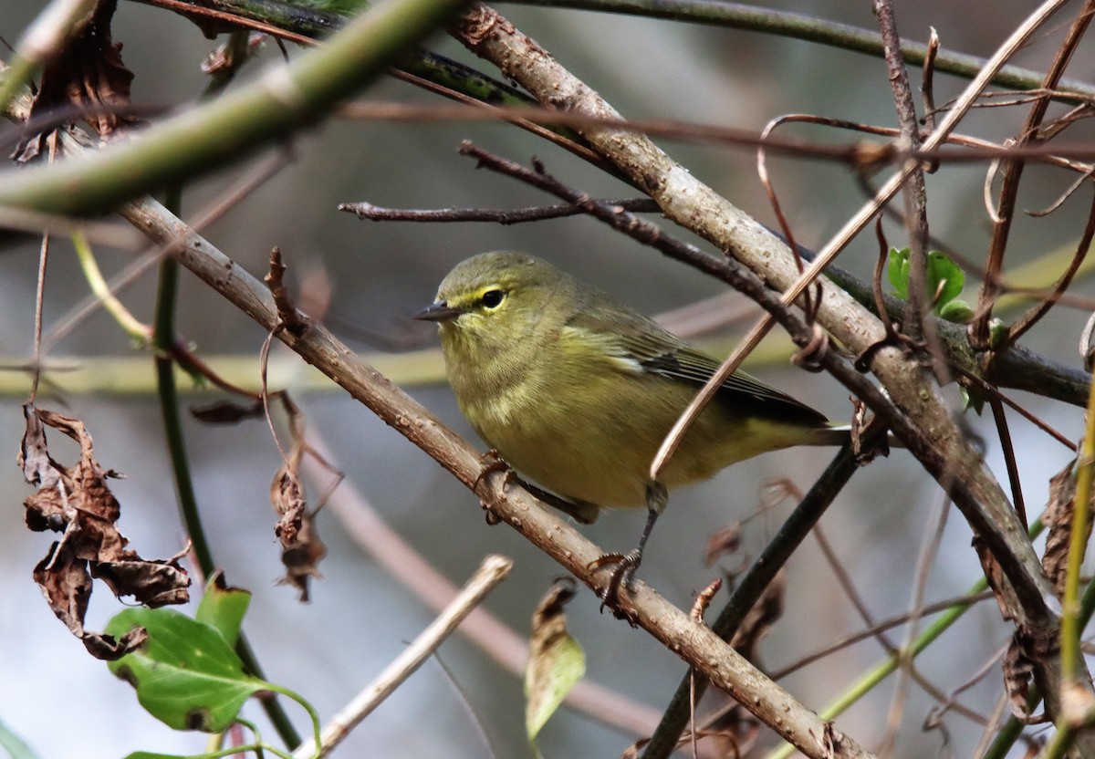 Orange-crowned Warbler - ML402723161