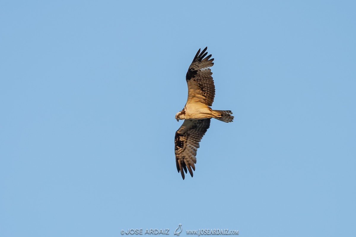 Águila Pescadora - ML402723271