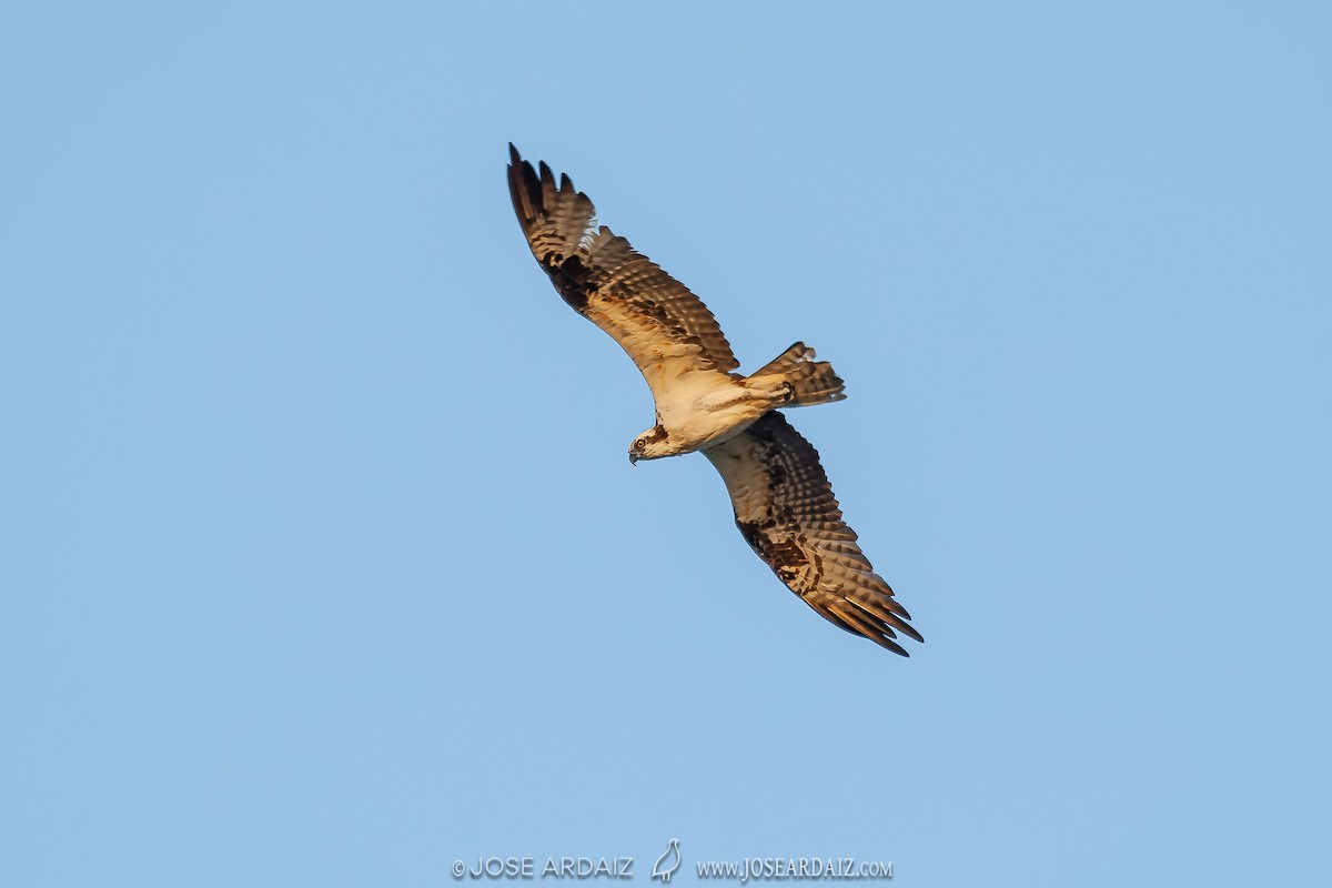 Águila Pescadora - ML402723281