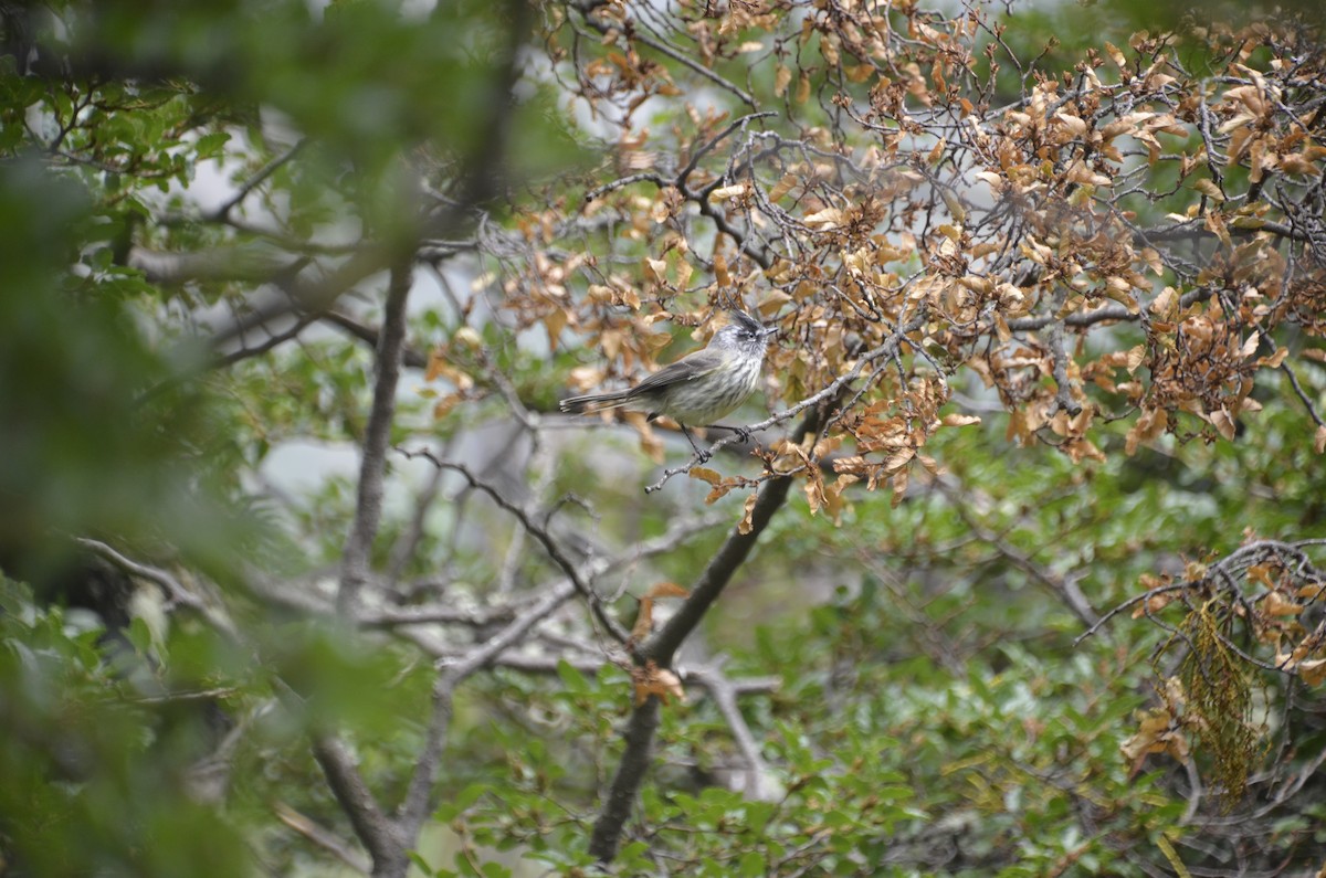 Tufted Tit-Tyrant - ML402724481