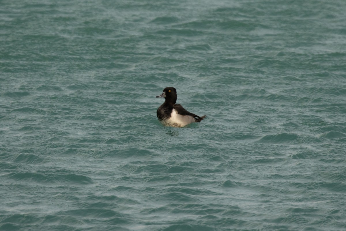 Ring-necked Duck - ML402724721