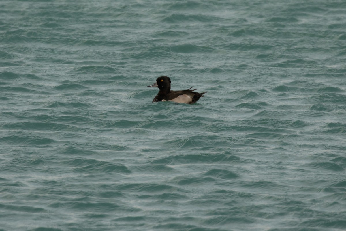 Ring-necked Duck - ML402724731