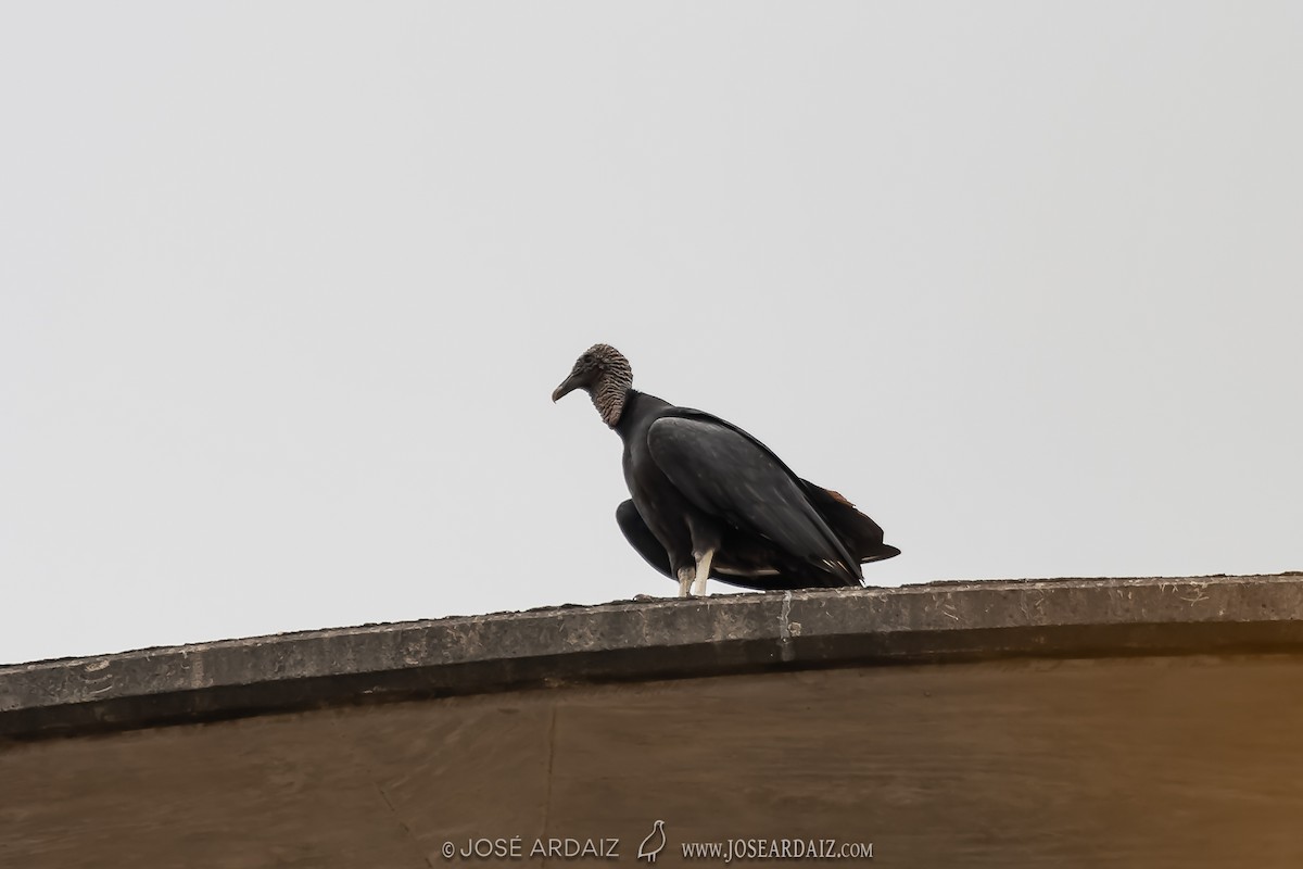 Black Vulture - ML402724961