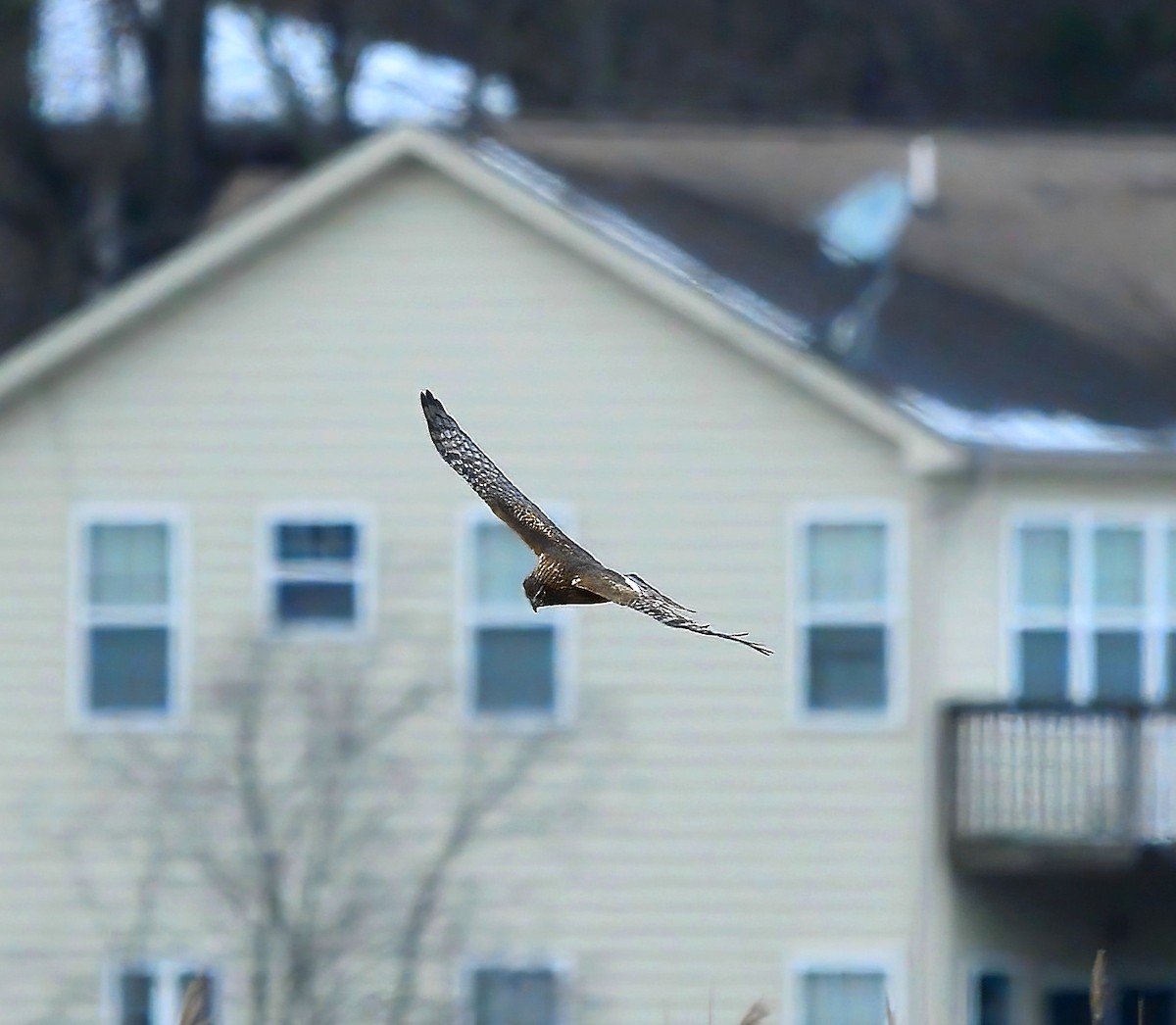 Northern Harrier - ML402726131