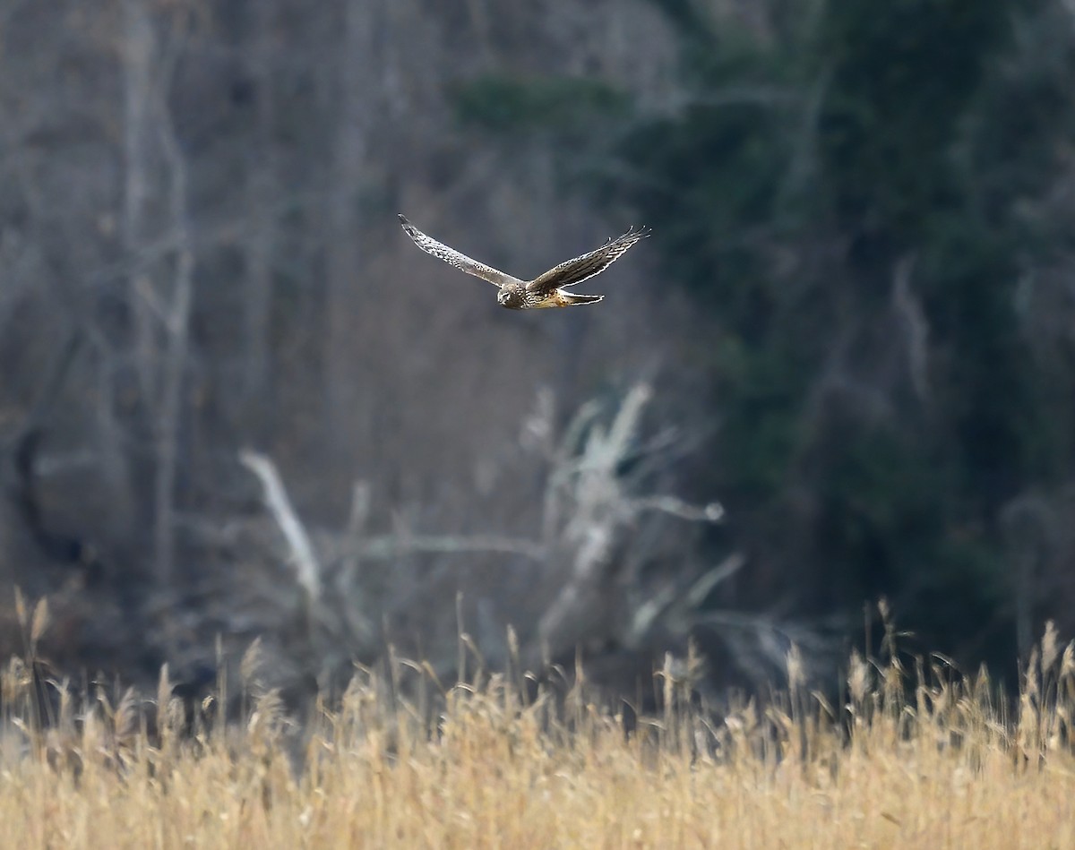 Northern Harrier - ML402726151