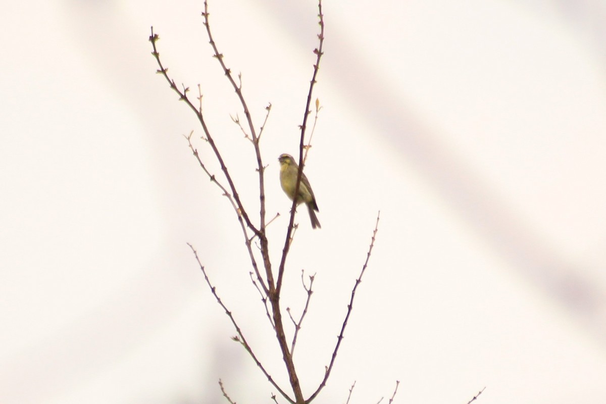 Yellow-fronted Canary - ML402729891
