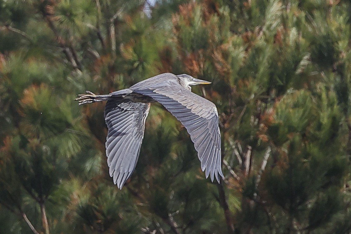 Great Blue Heron - ML402730011