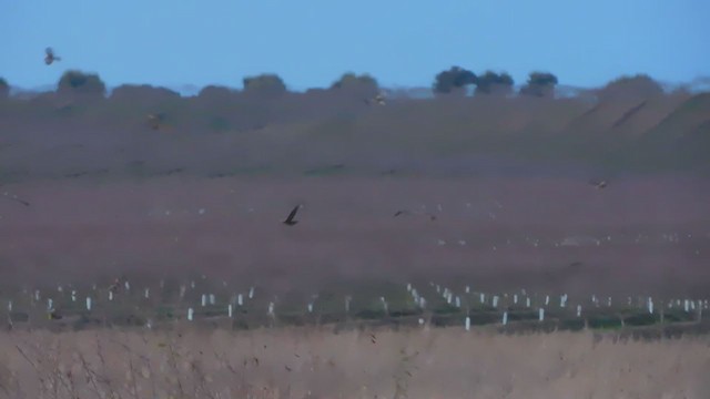 Western Marsh Harrier - ML402730741