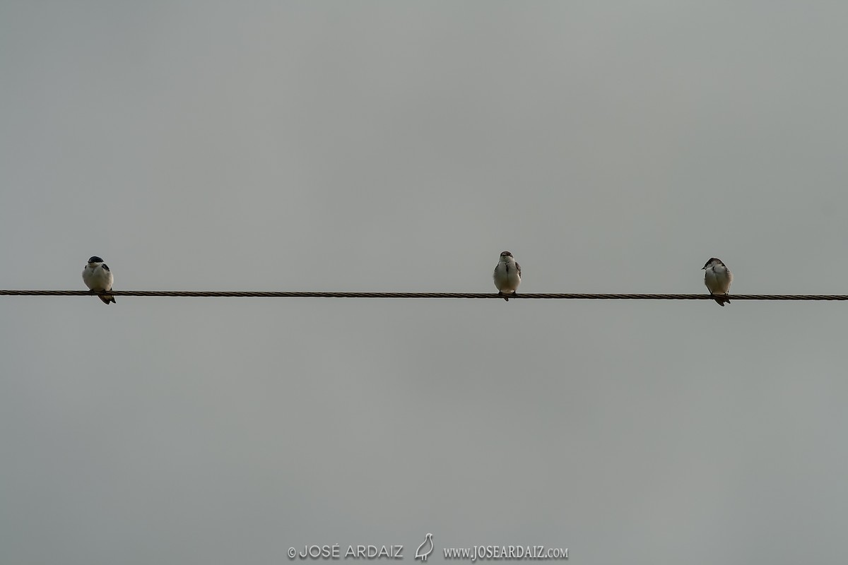 Blue-and-white Swallow (cyanoleuca) - ML402731891