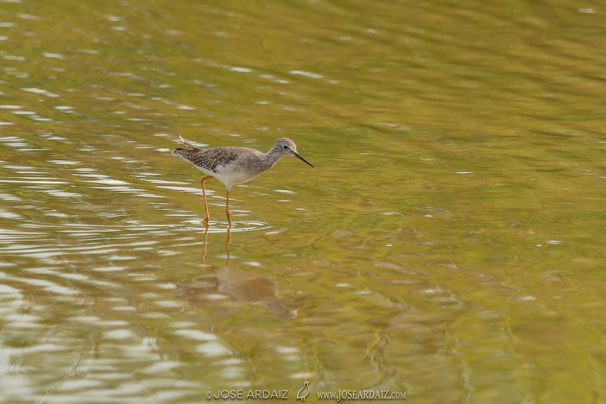 Lesser Yellowlegs - ML402732171