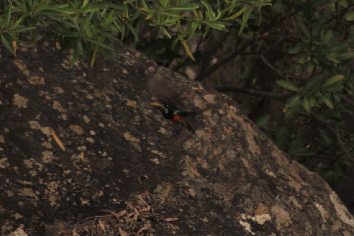 Greater Double-collared Sunbird - Thomas Quartier