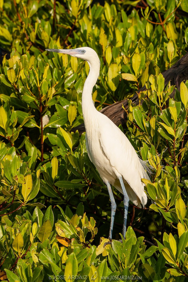 Reddish Egret - ML402734591