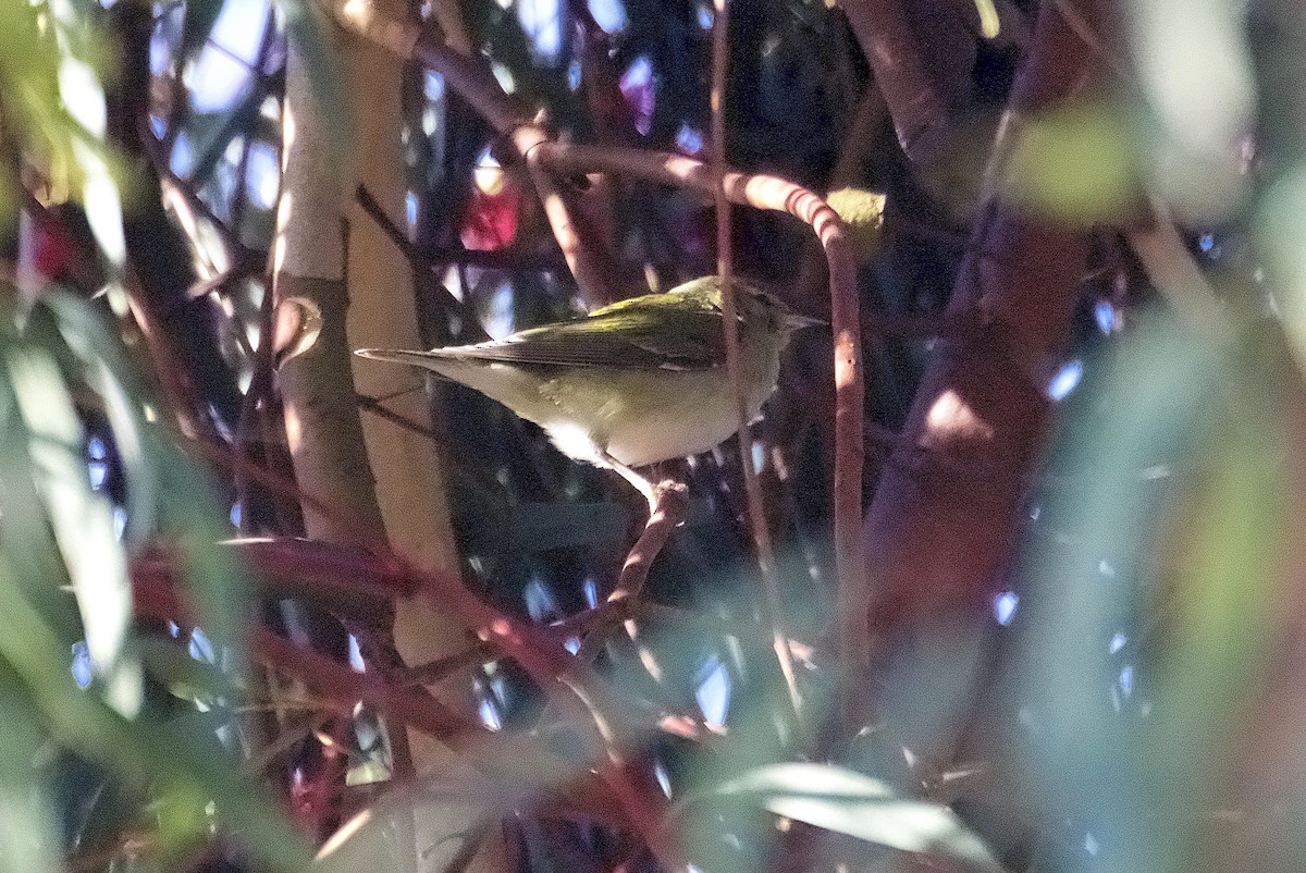 Tennessee Warbler - Allen Bond