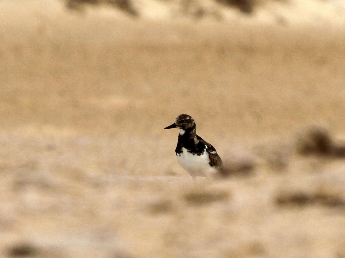 Ruddy Turnstone - Paweł Malczyk