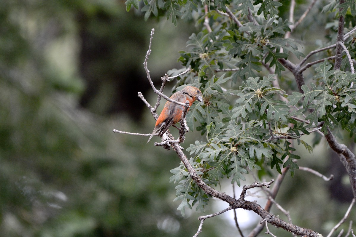 Red Crossbill - ML402737671