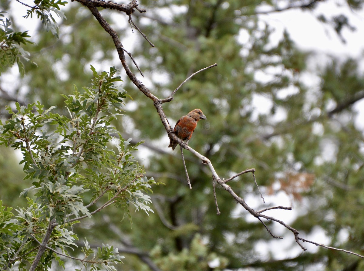 Red Crossbill - ML402737681