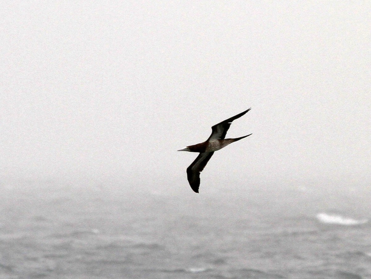 Brown Booby - ML402737701