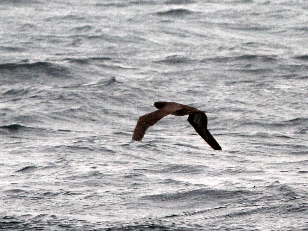 Brown Booby - ML402737721